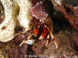 Calcinus tubularis by Walter Bassi 